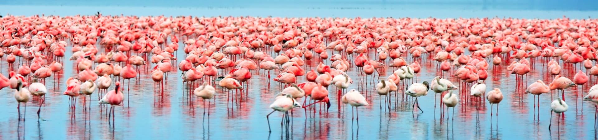 Flamingos ponto turístico Lago Nakuru Quênia